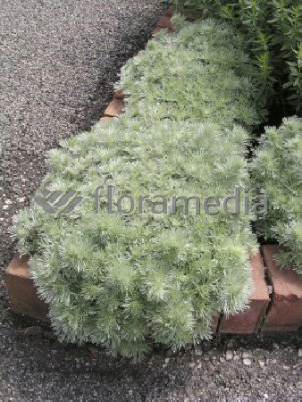 Bylica Schmidta 'Silver Mound'| Artemisia schmidtiana