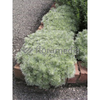Bylica Schmidta 'Silver Mound'| Artemisia schmidtiana
