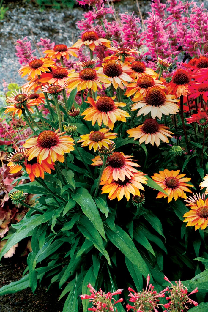 Jeżówka 'Prima Ginger' | Echinacea