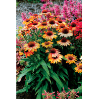 Jeżówka 'Prima Ginger' | Echinacea