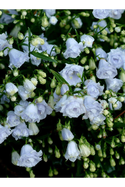 Dzwonek karpacki 'Thorpedo' Campanula carpatica