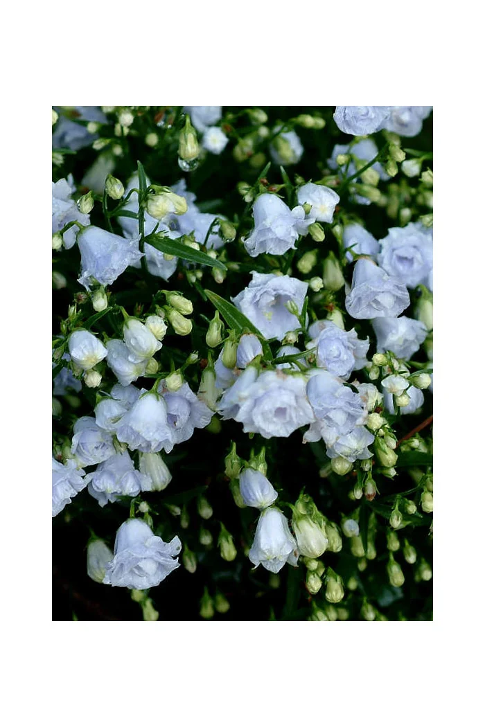 Dzwonek karpacki 'Thorpedo' Campanula carpatica