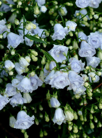 Dzwonek karpacki 'Thorpedo' Campanula carpatica