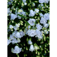 Dzwonek karpacki 'Thorpedo' Campanula carpatica