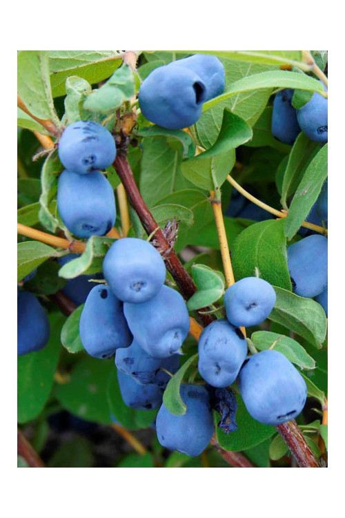 Jagoda kamczacka 'Amfora' Lonicera kamtschatica