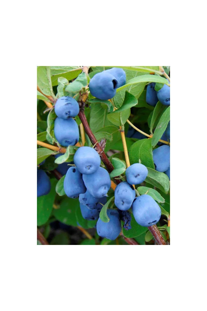 Jagoda kamczacka 'Amfora' Lonicera kamtschatica