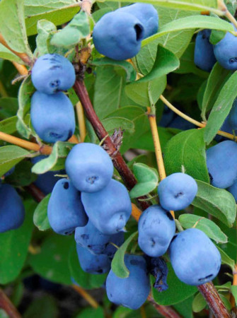 Jagoda kamczacka 'Amfora' Lonicera kamtschatica