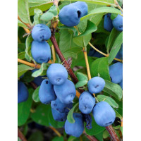 Jagoda kamczacka 'Amfora' Lonicera kamtschatica