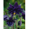 Orlik 'Black Barlow' | Aquilegia hybrida