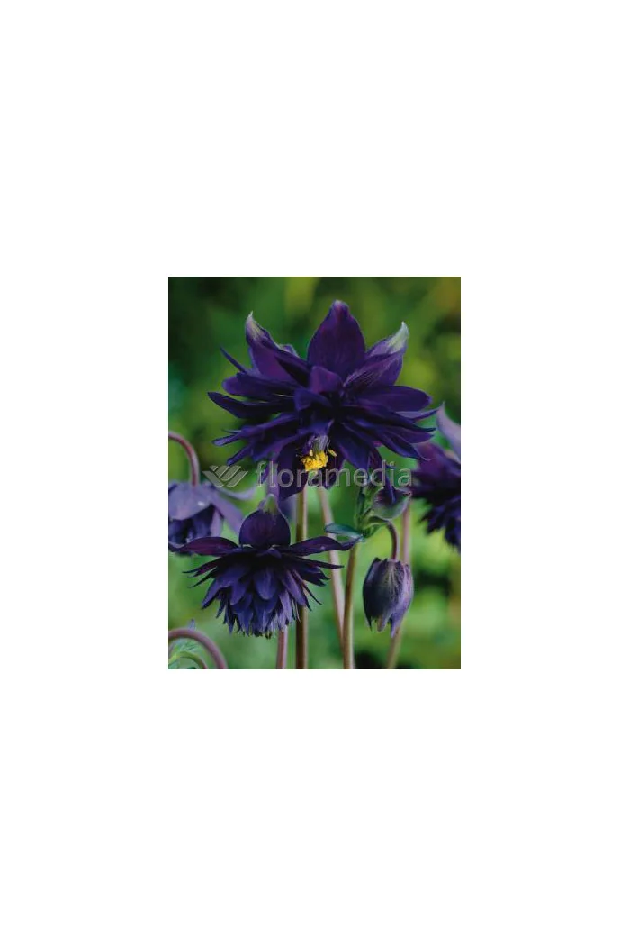 Orlik 'Black Barlow' | Aquilegia hybrida