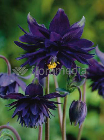 Orlik 'Black Barlow' | Aquilegia hybrida