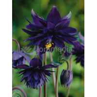 Orlik 'Black Barlow' | Aquilegia hybrida