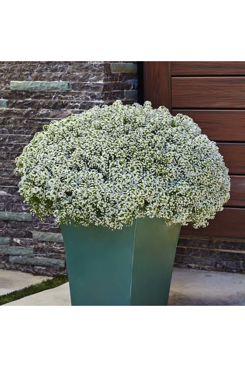 Smagliczka biała div class'lat' Lobularia /div