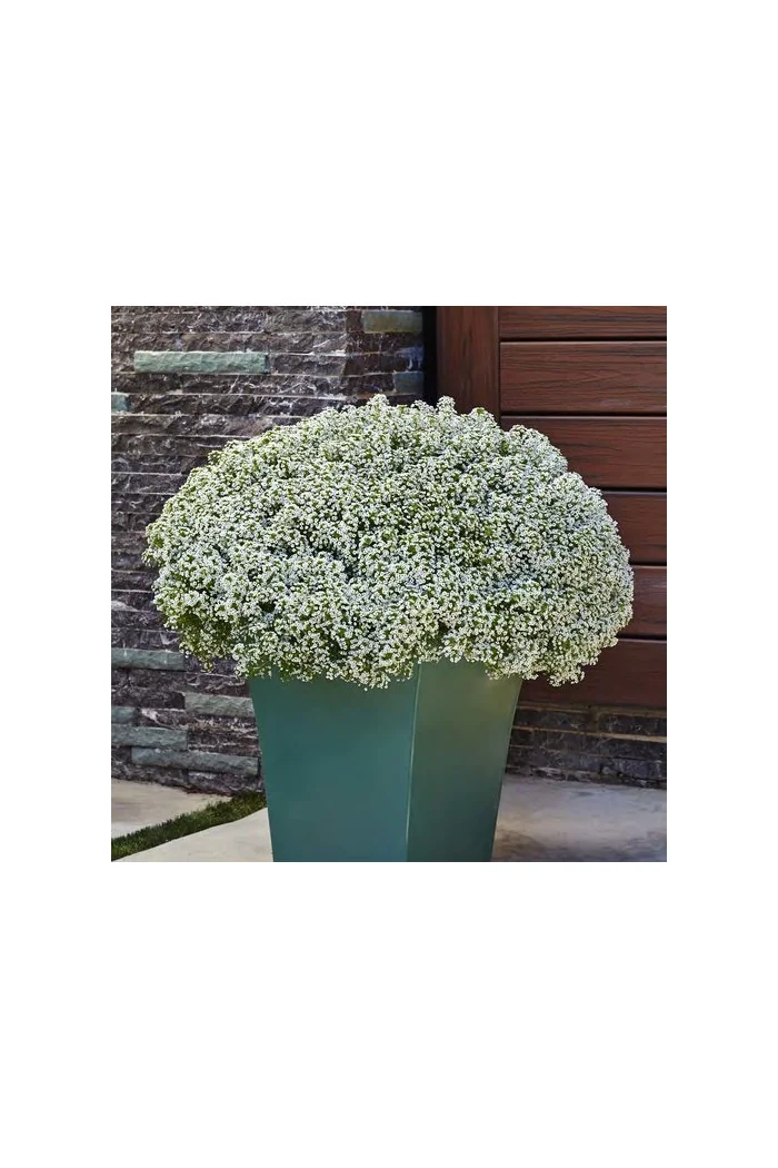 Smagliczka biała div class'lat' Lobularia /div