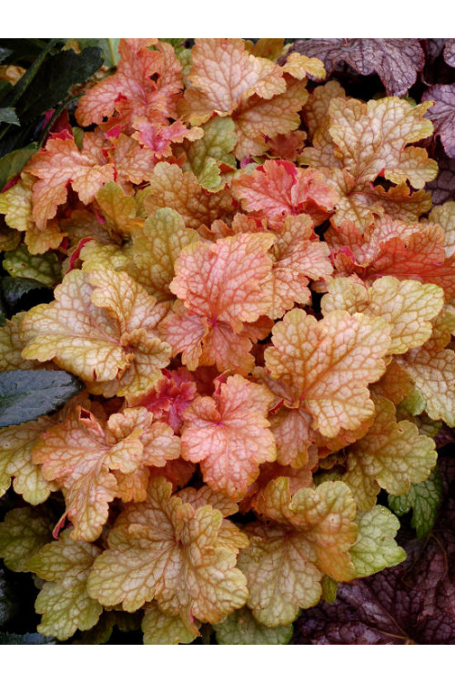 Żurawka 'Midas Touch' | Heuchera