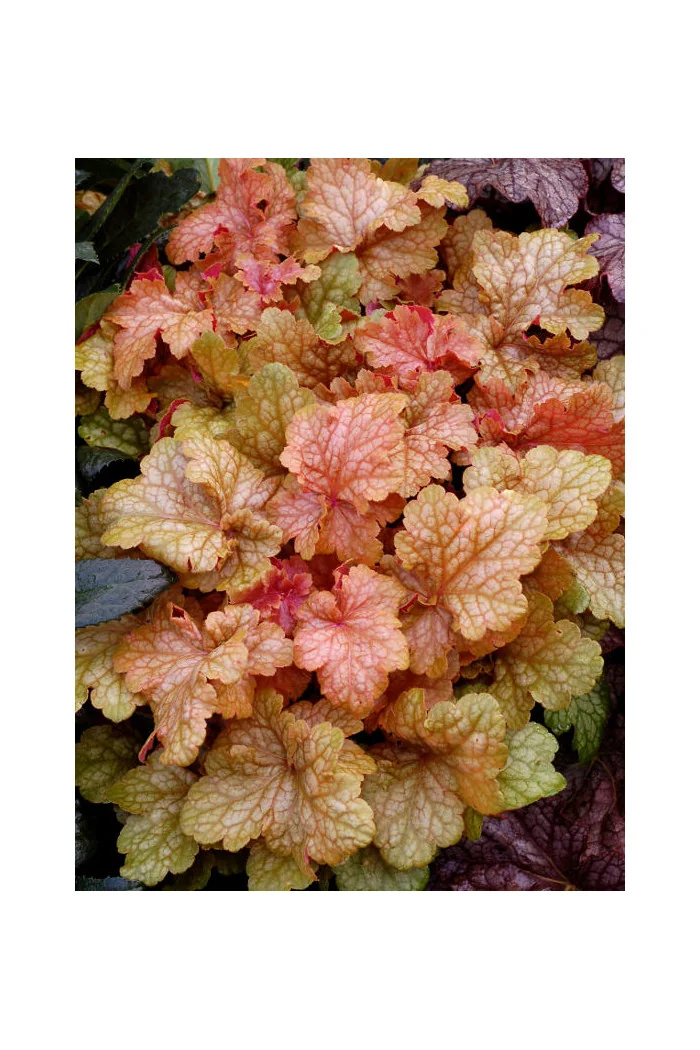 Żurawka 'Midas Touch' | Heuchera