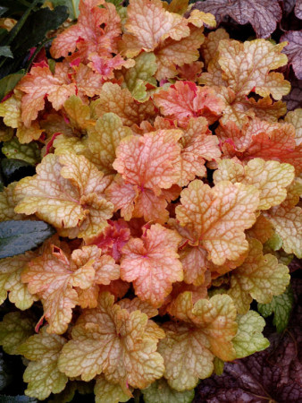 Żurawka 'Midas Touch' | Heuchera