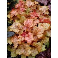 Żurawka 'Midas Touch' | Heuchera