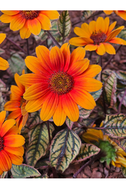 Słoneczniczek szorstki 'Orange Marble' | Heliopsis helianthoides