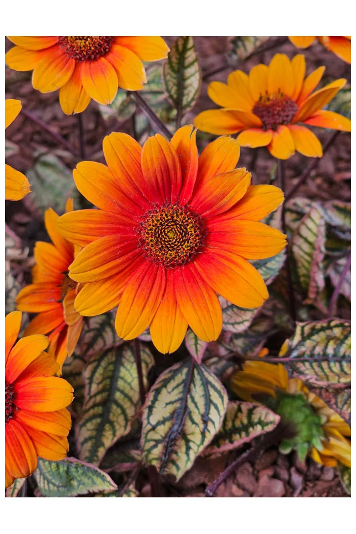 Słoneczniczek szorstki 'Orange Marble' | Heliopsis helianthoides