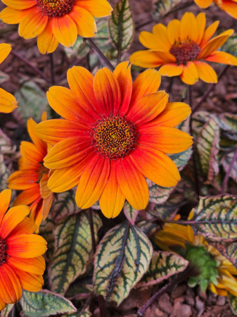 Słoneczniczek szorstki 'Orange Marble' | Heliopsis helianthoides