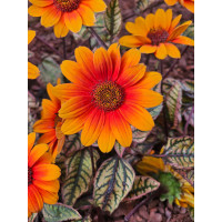 Słoneczniczek szorstki 'Orange Marble' | Heliopsis helianthoides