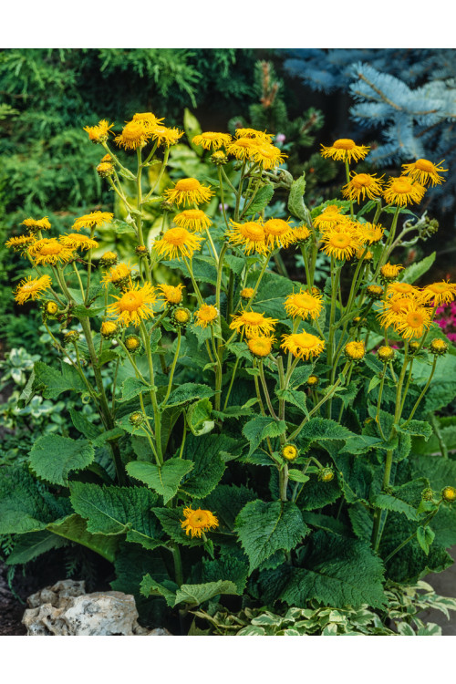 Smotrawa okazała | Telekia speciosa