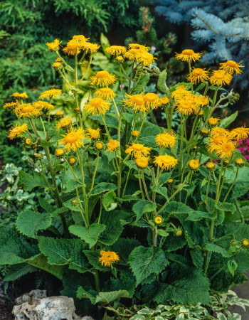 Smotrawa okazała | Telekia speciosa