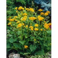 Smotrawa okazała | Telekia speciosa