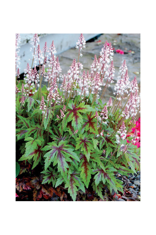 Tiarella 'Sugar and Spice' | Tiarella