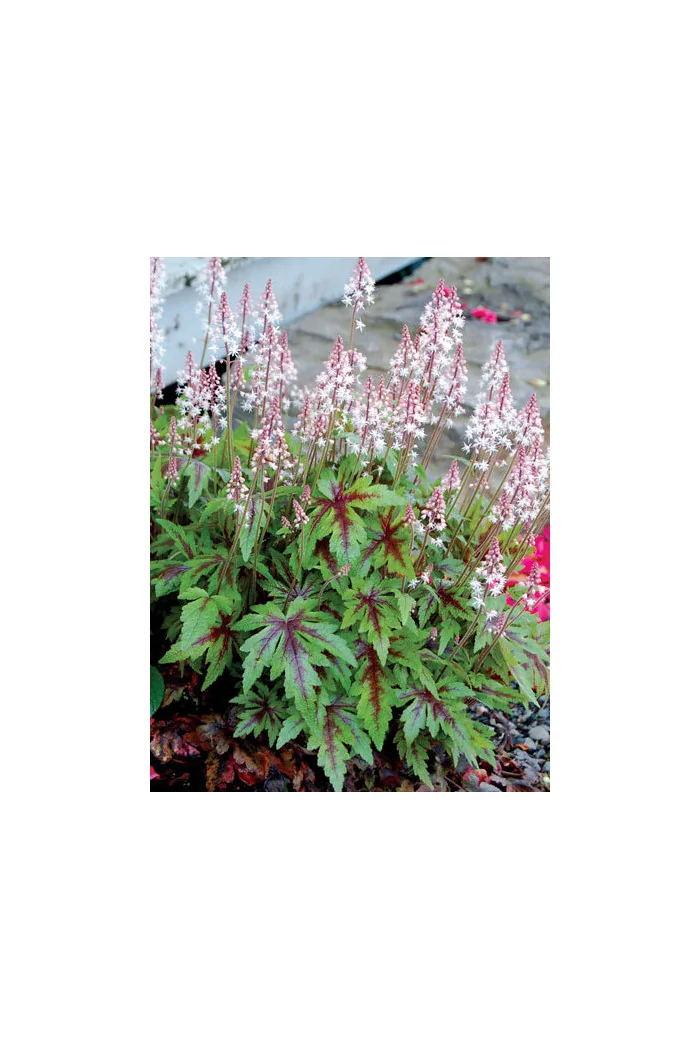 Tiarella 'Sugar and Spice' | Tiarella