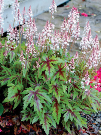 Tiarella 'Sugar and Spice' | Tiarella