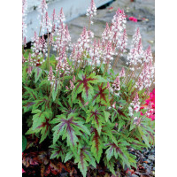 Tiarella 'Sugar and Spice' | Tiarella