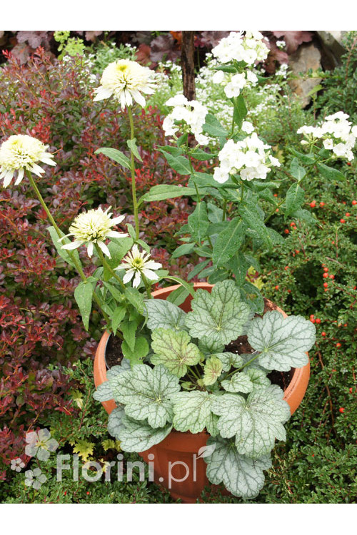 Zestaw nr 8 - ujmująca niewinność