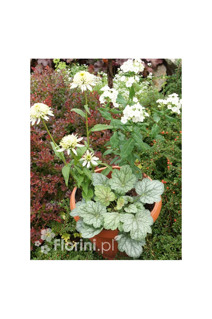 Zestaw nr 8 - ujmująca niewinność