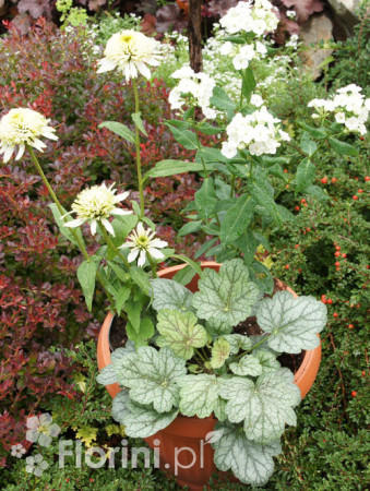 Zestaw nr 8 - ujmująca niewinność