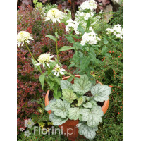 Zestaw nr 8 - ujmująca niewinność