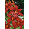 Liliowiec 'Crimson Pirate' Hemerocallis