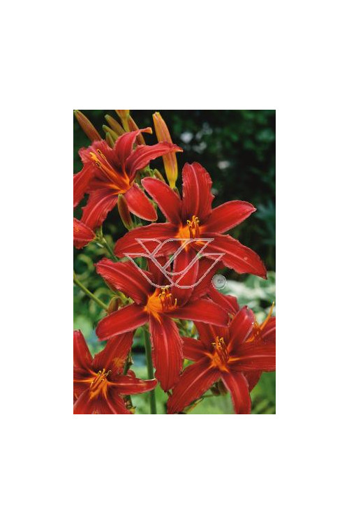 Liliowiec 'Crimson Pirate' Hemerocallis