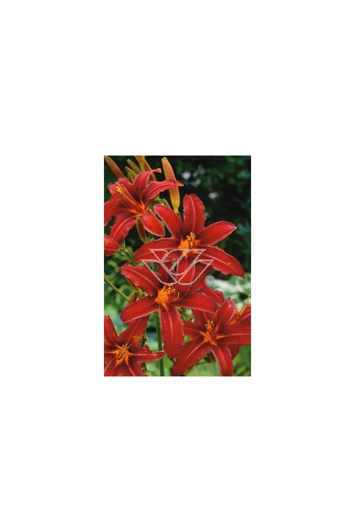 Liliowiec 'Crimson Pirate' Hemerocallis