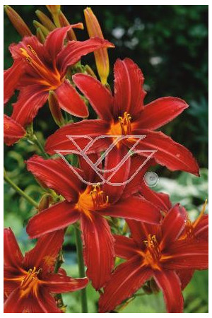 Liliowiec 'Crimson Pirate' Hemerocallis
