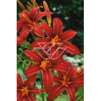 Liliowiec 'Crimson Pirate' Hemerocallis