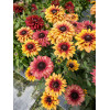 Rudbekia 'Flamenco Apricot' | Rudbeckia