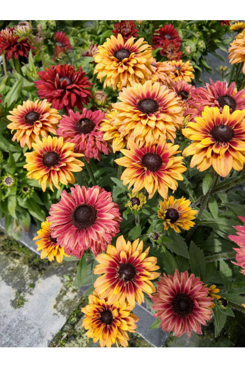 Rudbekia 'Flamenco Apricot' | Rudbeckia