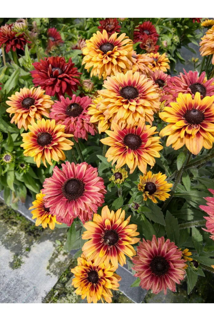 Rudbekia 'Flamenco Apricot' | Rudbeckia