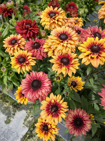 Rudbekia 'Flamenco Apricot' | Rudbeckia
