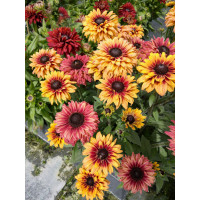 Rudbekia 'Flamenco Apricot' | Rudbeckia