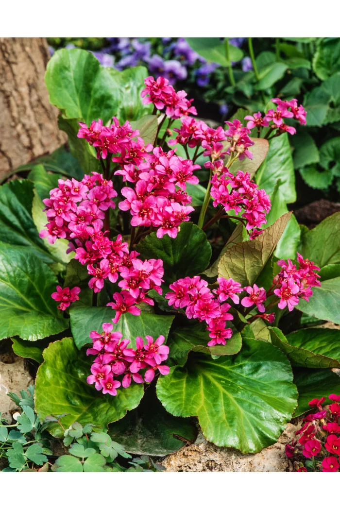Bergenia sercolistna 'Rotblum' | Bergenia cordifolia