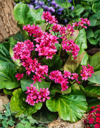 Bergenia sercolistna 'Rotblum' | Bergenia cordifolia