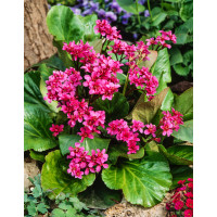 Bergenia sercolistna 'Rotblum' | Bergenia cordifolia